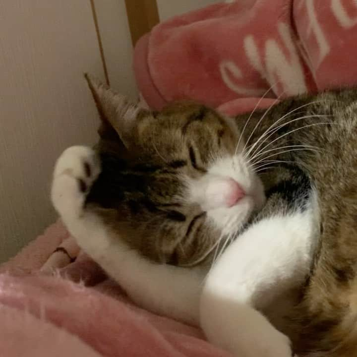 すずめくんのインスタグラム：「💖💤  やっと週末… おつかれさまニャン🐱💖  土日もお仕事のみんなは頑張ってにゃ💗  #ねむねむ  #まったり  #ねむねむアニマルズ   Have a nice weekend💖🐱」