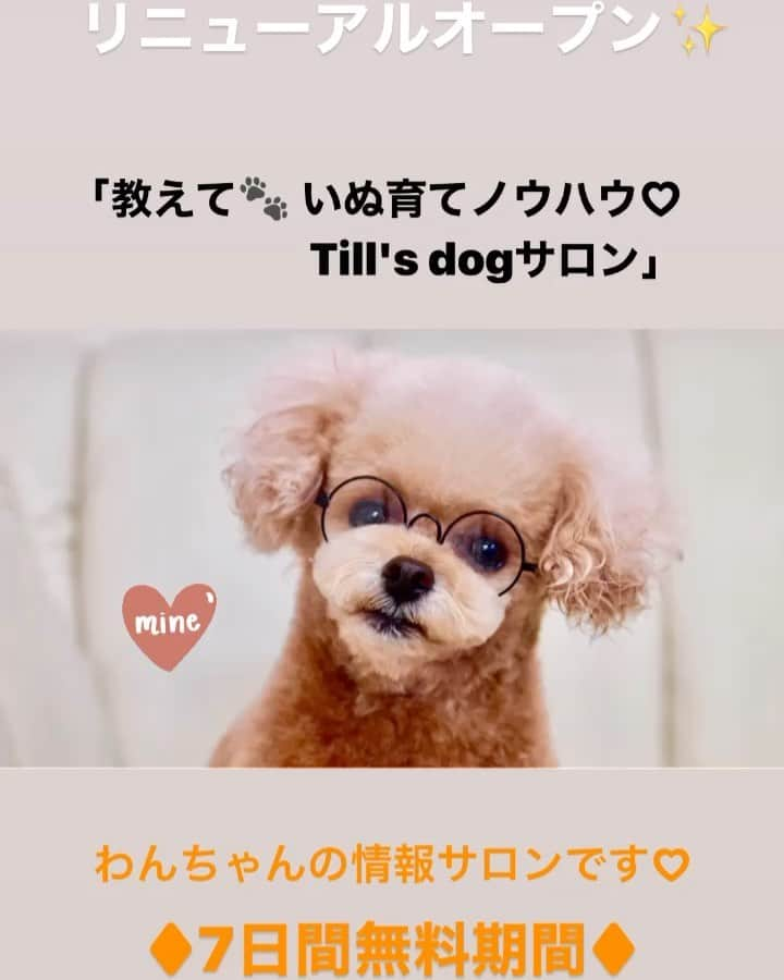 ❤︎Till❤︎のインスタグラム：「ＤＭＭオンラインサロン リニューアルオープン✨  「教えて🐾 いぬ育てノウハウ♡ Till's dogサロン」  色々な情報を発信していきます❤︎ ティル の似顔絵がアンケート1位でした❤︎ ありがとうございます。 プレゼント企画満載です✨ ＊ #トイプードル#ティーカッププードル#トイプー#トイプードルレッド#愛犬#犬#いぬ#癒し#わんこ#ティル#可愛い#オンラインサロン#オープン#dmm#動物#学び#情報#教えて#商品#プレゼント#ライブ#獣医師#Q&A#スキルアップ#育て方#紹介」