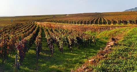 アカデミー・デュ・ヴァン Academie du Vinのインスタグラム：「「Quintessence of Burgundy ブルゴーニュの精髄 3　Charmes-Chambertin 1995」🍇  ★ 明日開講の人気講座📢 お申し込みは今すぐ！→https://bit.ly/36FX6JY  多くの人を虜にするブルゴーニュのワイン。  ボトル熟成のピークにある1995年ヴィンテージの、トップの生産者によるCharmes-Chambertin 7種とワインXをブラインドでテイスティングし、生産者と区画の個性について検討します。  ※今回準備するワインは、講師が自宅のセラーで長期間熟成させた一点物です。輸送上のトラブルにより、ワインが鑑賞に適さない状態となった場合は、講師のセラーから最善の代替品を準備いたします。コルク臭や過度の酸化等、事前に確認できないコンディション不良はご容赦願います。  【シャルム・シャンベルタン 1995年ヴィンテージ】 Charmes-Chambertin Très Vieilles Vignes 1995 Joseph Roty Charmes-Chambertin Vieilles Vignes 1995 Henri Perrot-Minot Charmes-Chambertin 1995 Bernard Dugat-Py （世界最安値 8万円） Charmes-Chambertin 1995 Claude Dugat （世界最安値 10万円） Charmes-Chambertin 1995 Jean Raphet Charmes-Chambertin 1995 Michel Magnien Charmes-Chambertin 1995 Faiveley Wine X  【クラス】2/6 (土)  16:00~18:00  【会場】青山校 【講師】堀賢一 【受講料】56,100円（税込）　  ▼詳細、お申込みはこちら↓　 https://bit.ly/36FX6JY  #ブルゴーニュ #ワイン  #Bourgogne #wine」