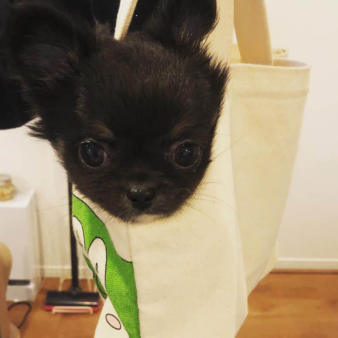 HIROSHIのインスタグラム：「散歩♪ #チワワ #わらび」