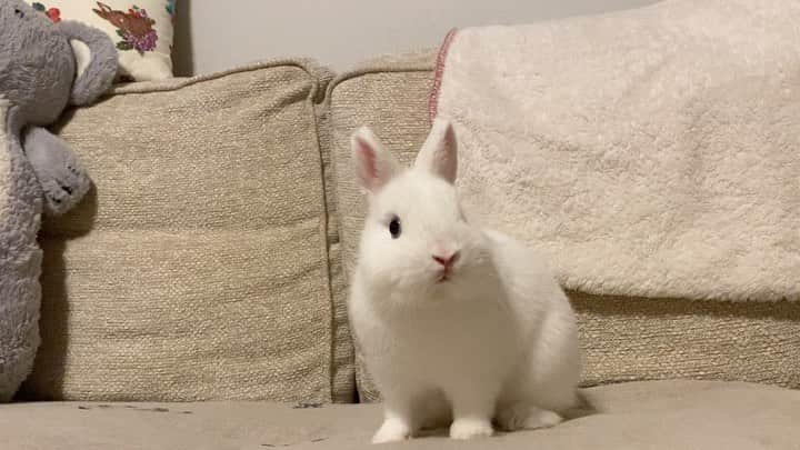 うー & なー ❤️ウチムラのインスタグラム：「* 🐰「ぼく、春ははじめてでしゅ！🌸」  ウ〜ちゃんとの速さの差（笑）  冬は嫌いじゃないけど，日が長くなると嬉しい✨ 死ぬほど暑い夏に近づくのは憂鬱ですが🌪」