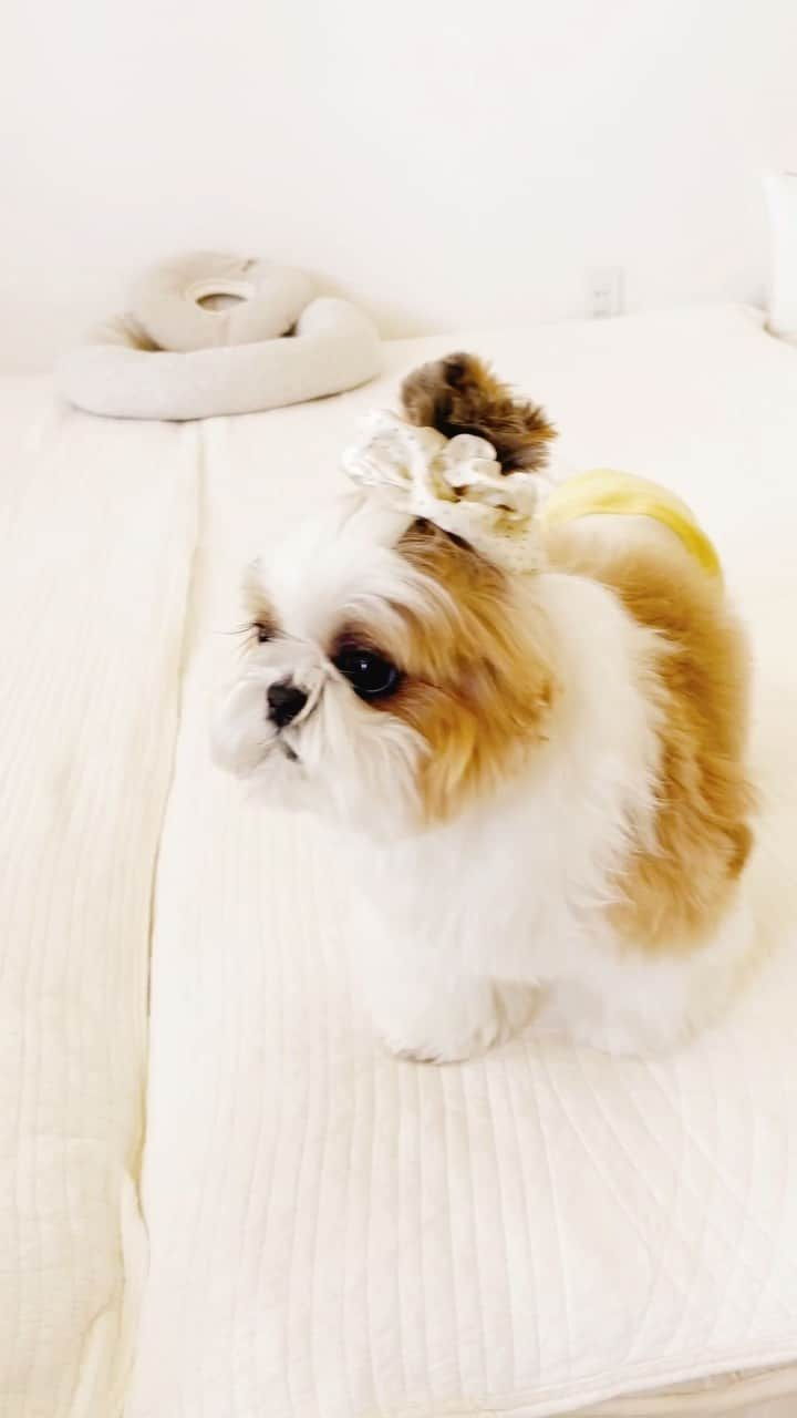 水嶋はちのインスタグラム：「My scrunchie!!! Where did you go??? Woah! So that's where you've been hiding the whole time🐶🎀💕  #はち #HACHI #シーズー大好き部 #ママのシュシュ、もうすぐ破れそう #たくさんリクエストありがとうございます」