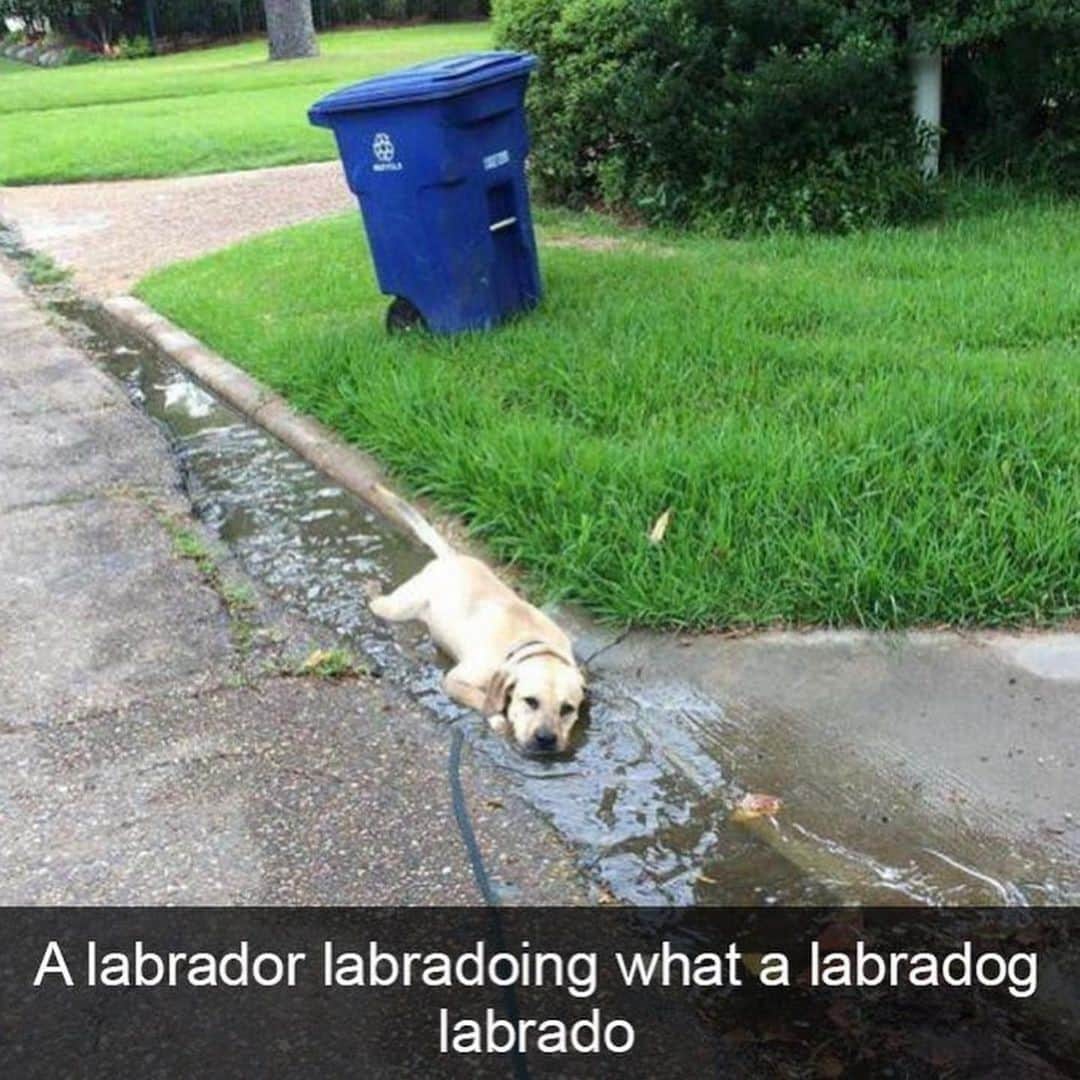 BarkBoxのインスタグラム：「WHO IS THIS LAB?? I WISH TO HUG HIM WHEN THE WORLD IS SAFE AGAIN.」