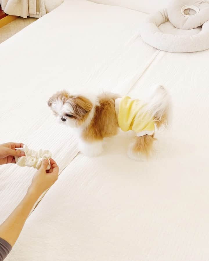 水嶋はちのインスタグラム：「すごくお気に入り🎀  #はち #HACHI #シーズー大好き部 #ママのシュシュ、ほんとうに破れそう #たくさんリクエストありがとうございます」