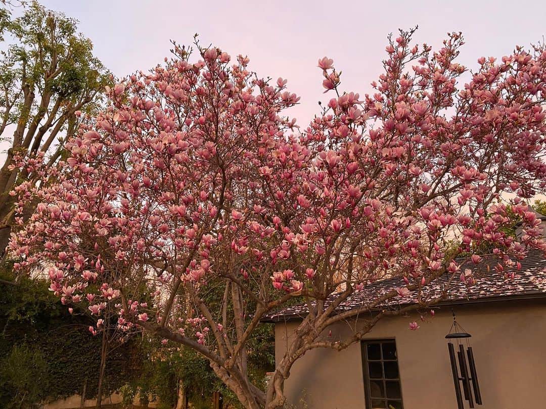 アダム・シャピロのインスタグラム：「I absolutely love when this happens to our backyard tree. Legit EXCITED ABOUT THIS. Either I’ve been in quarantine too long or I’ve changed. Either way LOOK AT THAT MAGNIFICENT COLOR YOU GUYS」