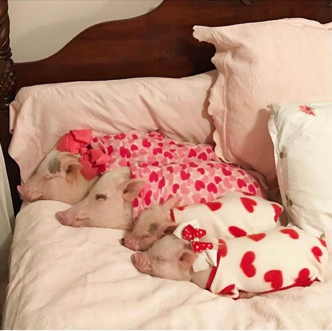 Priscilla and Poppletonのインスタグラム：「Throwback to my first Valenswine’s Day with #PoseyandPink. I can’t believe this will be my 7th with Silly Pop. He will always be my Valenswine.❌🐽❌🐽#PrissyandPop」