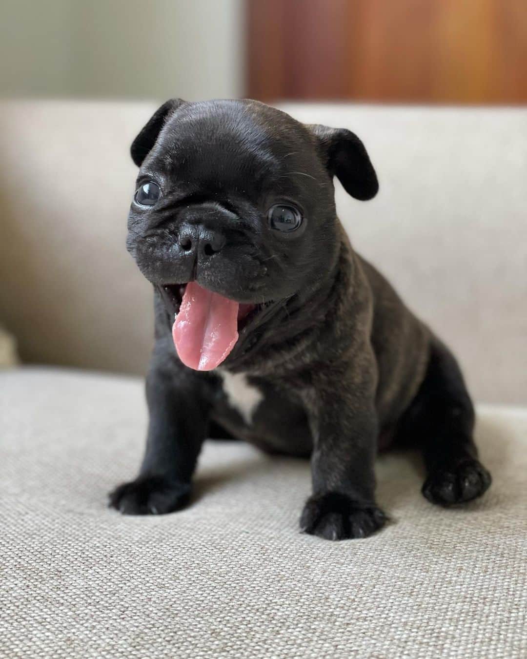 Regeneratti&Oliveira Kennelさんのインスタグラム写真 - (Regeneratti&Oliveira KennelInstagram)「When you remember it's almost Friday 😜 #almostfriday #friday #frenchie」2月5日 9時58分 - jmarcoz