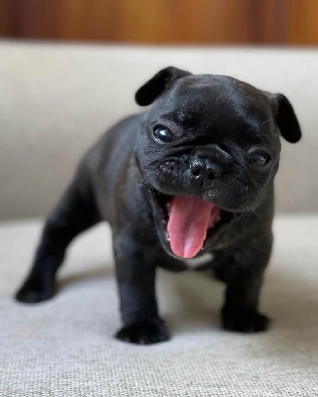 Regeneratti&Oliveira Kennelさんのインスタグラム写真 - (Regeneratti&Oliveira KennelInstagram)「When you remember it's almost Friday 😜 #almostfriday #friday #frenchie」2月5日 9時58分 - jmarcoz