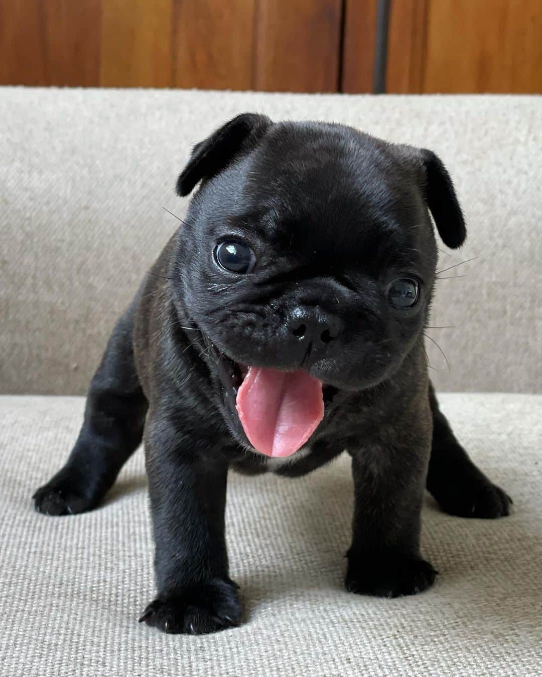 Regeneratti&Oliveira Kennelのインスタグラム：「When you remember it's almost Friday 😜 #almostfriday #friday #frenchie」