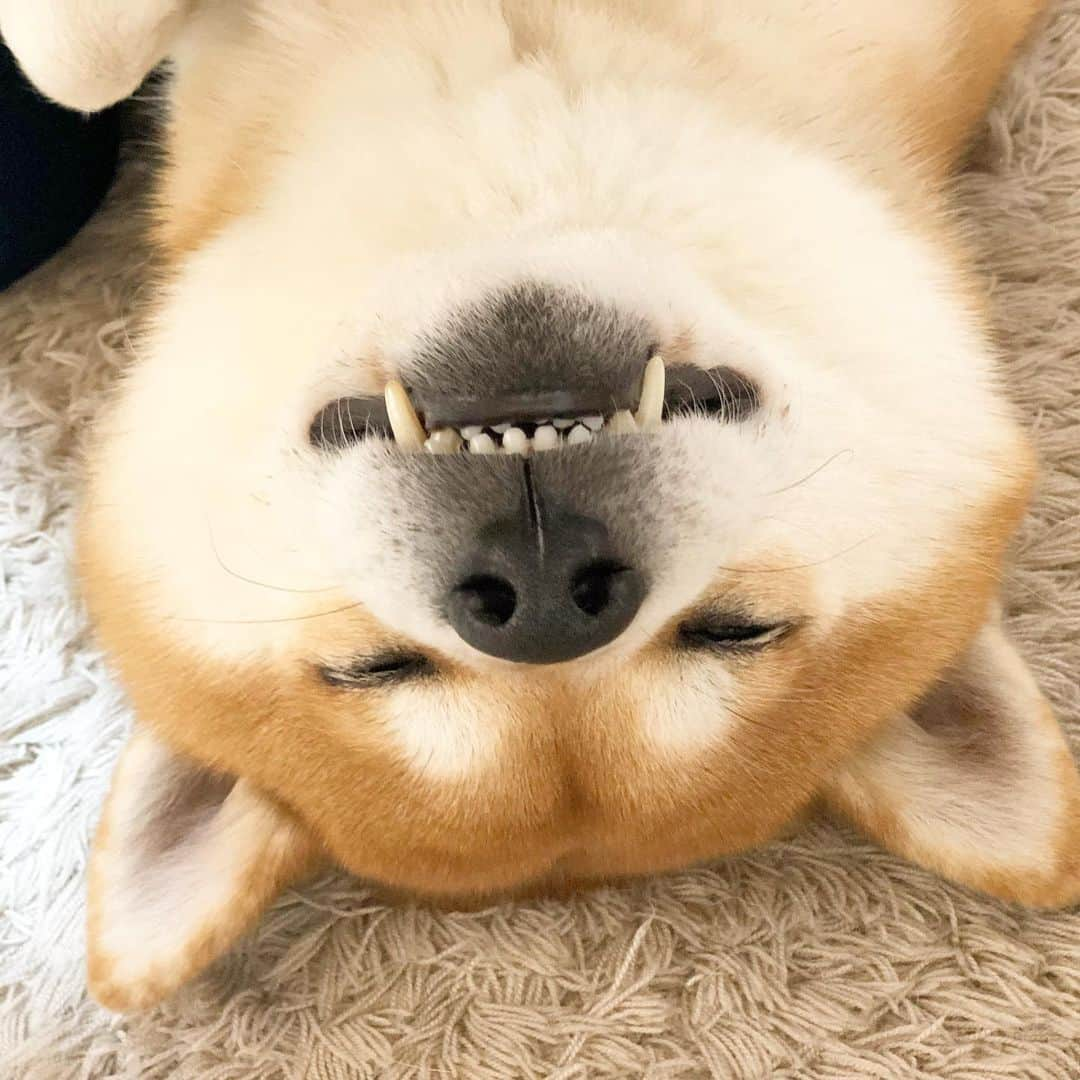 せんべえのインスタグラム：「怒ってんだか笑ってんだか #いっっ #せんべえ #柴犬 #shibainu  #ヘソ天 #ちょっと歯出てる #逆さにすると面白い  #今日も良い一日を  #haveaniceday」