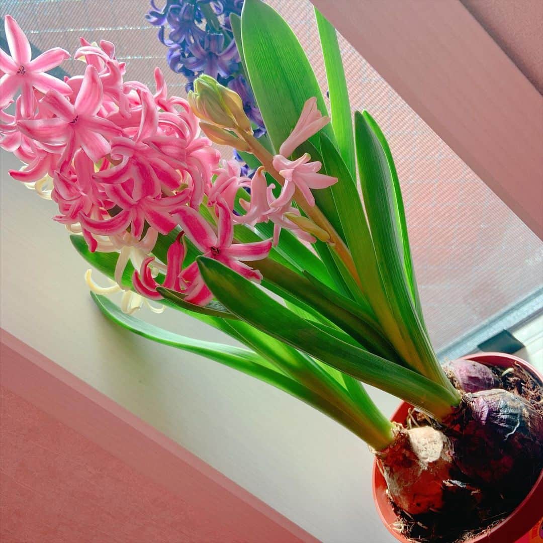 大和田美帆さんのインスタグラム写真 - (大和田美帆Instagram)「.  あれ？  あれ？  あれれれれ？？  3つ咲いて大満足していたら、、  ピンクの球根から  小さなこの子が！！！！  3つが4つになった！！  一つの球根から二つ咲くことってあるんですね？ びっくり。  嬉しいなぁ☺️☺️☺️  　　  #ぱりす成長記#ヒヤシンス#おうちじかん#球根植物」2月5日 10時23分 - miho_ohwada