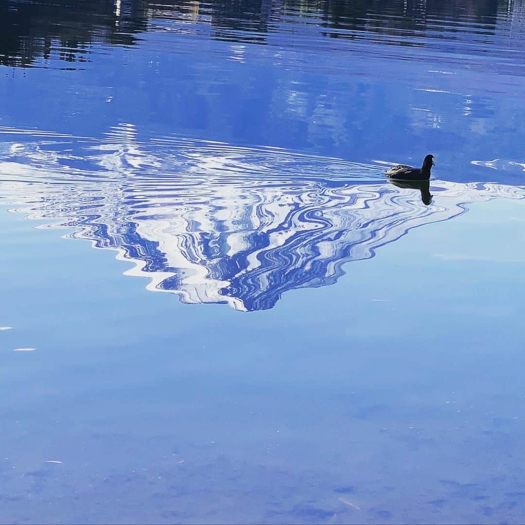 ただすけのインスタグラム：「落ち着いてきたキャンバスを乱すイタズラっ子。」