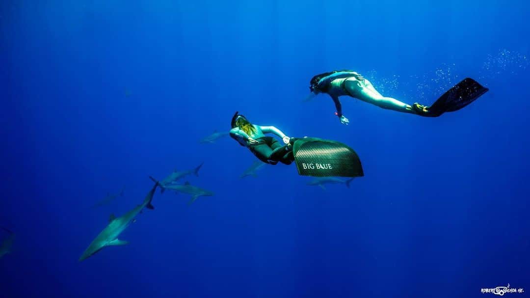 福田朋夏さんのインスタグラム写真 - (福田朋夏Instagram)「Socorro evolution のドキュメンタリー映画の撮影中、たくさんのサメ達に出会えました🦈本当にたくさんの命とエネルギーに溢れた海だった。Socorroの海にまた潜りに行きたいな😌 photo by @robertoochoahe @estrellanavarroh #soccoro #mexico #ocean #freediving #diving #socorroevolution」2月5日 11時13分 - tomoka_fukuda