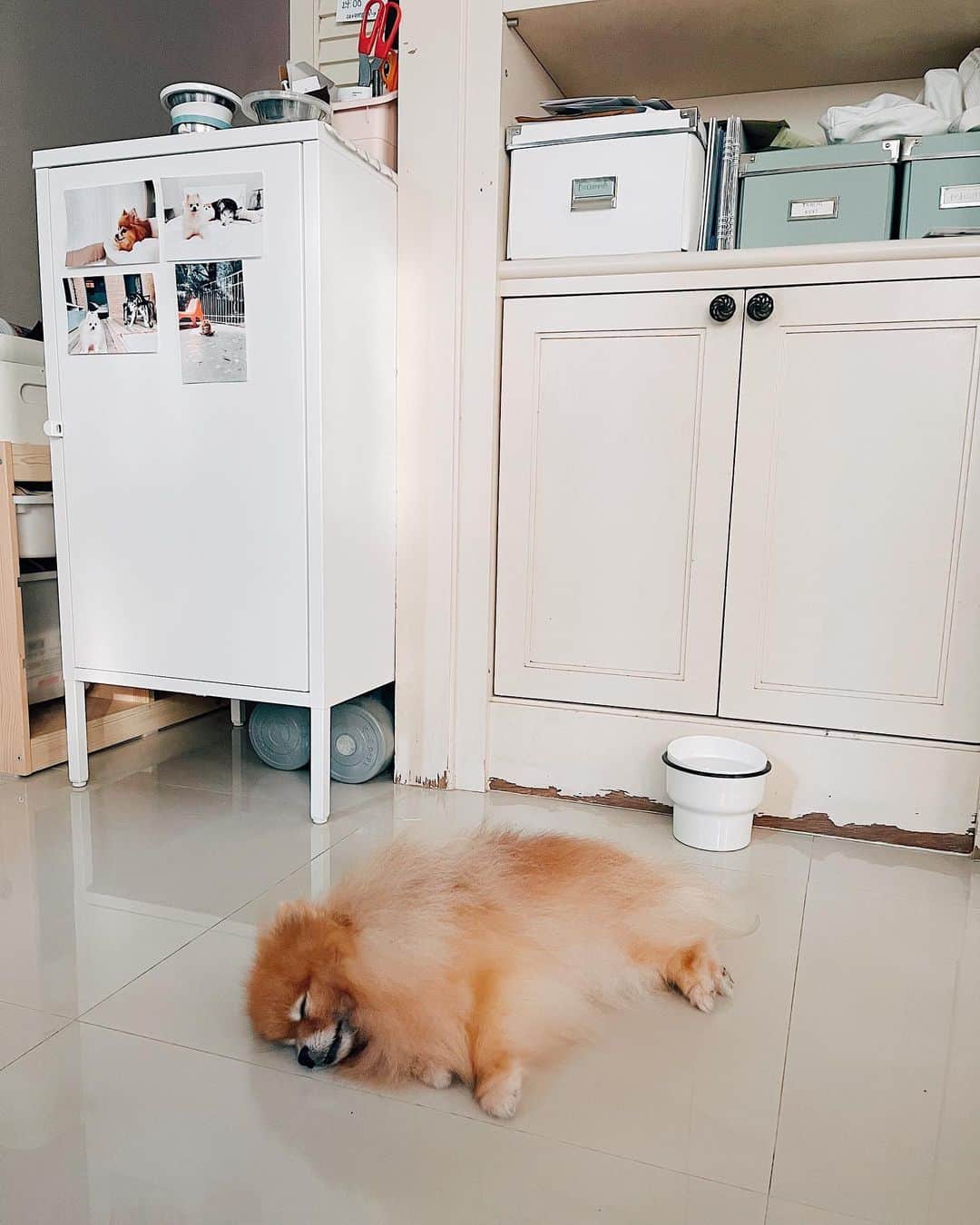 r_oseのインスタグラム：「Been super tired🦁〰️...... the care taker said she insisted to stand and check every passing thru human at the vet.... like let me check, next one must be mom picking me home, she just keep waiting🥺#noplacelikehome  Casey admitted due to the pulmonary edema from her heart disease. She took all the meds but the symptoms keep coming back in a few days after we off an antibiotics.  It makes me in doubt but finally the vet just found out the cause of it. Her fast heart rate that exceed 200 beats per mins even  in normal circumstances are the cause. When the heart beats excessively or rapidly, the heart pumps less efficiently and left some fluid in the lungs.」