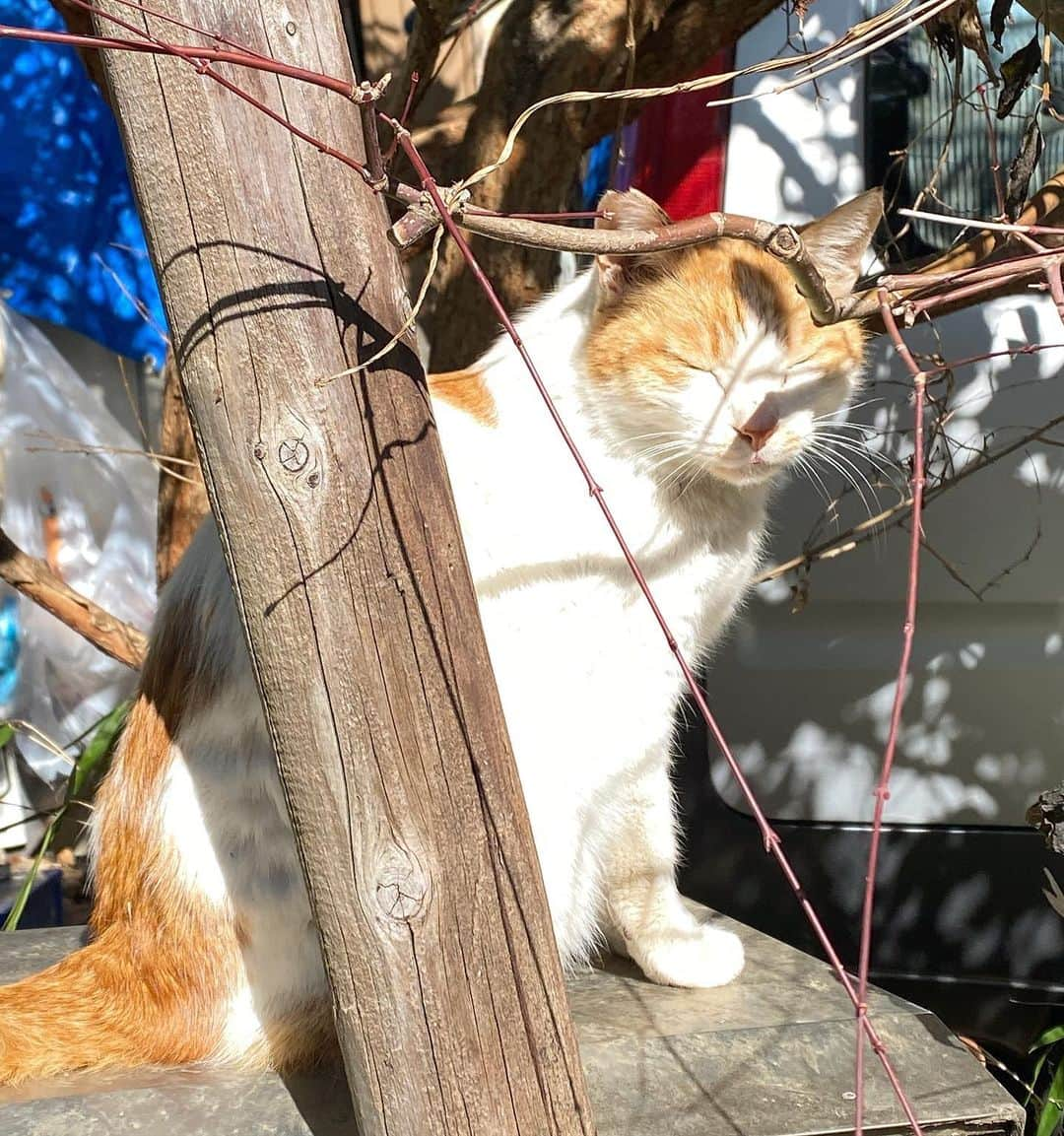 草野航大のインスタグラム：「かわヨ」