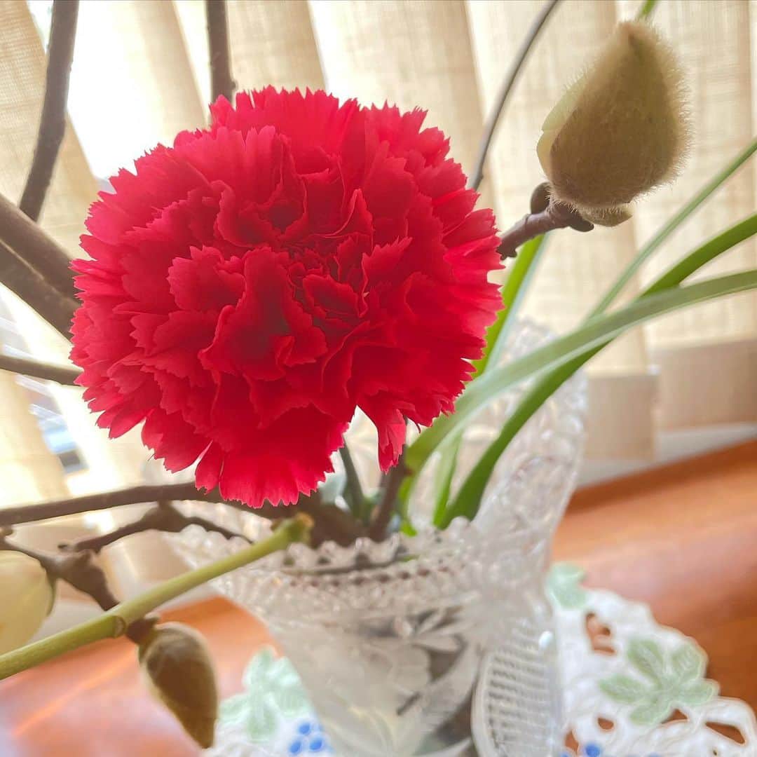 前田真里さんのインスタグラム写真 - (前田真里Instagram)「#花してる ?🌷  「ありがとう」の思い✨  ・  特別な日ではないけれど 私は、このキャンペーンで いつもウォーキングに 一緒に出かけてくれる母に  ありがとうの思いを 伝えました。  モクレン、ユリと 真っ白な花のみだった花瓶は、  一輪の赤いカーネーションが アクセントに✨  喜んでもらえて よかった！  @hana_shiteru ✨  ・ ・  #ひるドキ! #ncc ロケ🎥🤗  【フラワーバレンタイン 一輪の花プレゼントキャンペーン】  サイトより↓転載しますね🌷  _________________________  フラワーバレンタイン企画開催！  .  #花してる →ハッシュタグの投稿作品、拝見していると ほっこりしあわせな気持ちに🍀  インスタキャンペーン 2021.2.1～2.28 優秀賞の方は毎月お花がもらえる投稿キャンペーンも 同時開催！  キャンペーンでもらったお花の写真と「花してる？」 事を投稿しよう！ . 大切な人に贈ろう、花を  . 大切なあなたへ、この花を」2月5日 11時41分 - maedamari