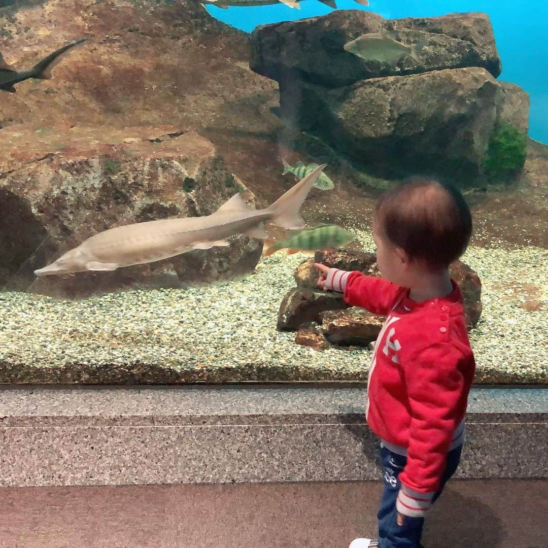 空さやかさんのインスタグラム写真 - (空さやかInstagram)「💎 海の動物が好きな弟👶🏼と 陸の動物が好きな姉👧  👶🏼は特にサメ🦈とカクレクマノミが大好き  はじめての #琵琶湖博物館 淡水魚しかいないみたいだけど チョウザメがいて大興奮w  ずっと水族館を怖がって拒否してた👧が やっと行けるようになったから いろんな水族館巡りしたいなー🐠  #水族館 #息子の好み #海の動物 #ニモにはまってる #セリフ覚えてる #ちゅらうみ水族館  #のジンベイザメみたら喜びそう #連れてってあげたいなー」2月5日 11時51分 - sky_sayaka