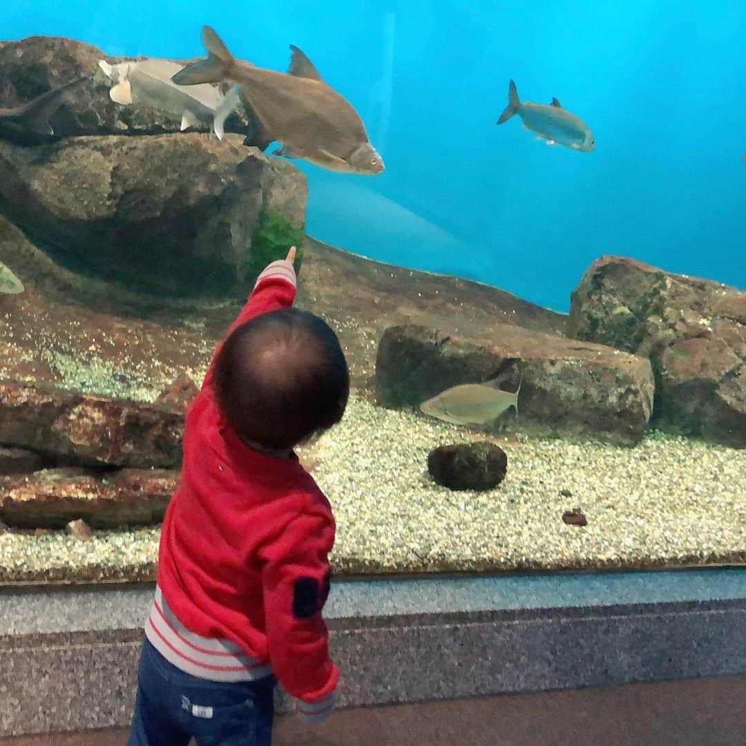 空さやかさんのインスタグラム写真 - (空さやかInstagram)「💎 海の動物が好きな弟👶🏼と 陸の動物が好きな姉👧  👶🏼は特にサメ🦈とカクレクマノミが大好き  はじめての #琵琶湖博物館 淡水魚しかいないみたいだけど チョウザメがいて大興奮w  ずっと水族館を怖がって拒否してた👧が やっと行けるようになったから いろんな水族館巡りしたいなー🐠  #水族館 #息子の好み #海の動物 #ニモにはまってる #セリフ覚えてる #ちゅらうみ水族館  #のジンベイザメみたら喜びそう #連れてってあげたいなー」2月5日 11時51分 - sky_sayaka