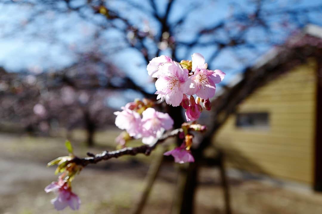 安田美沙子さんのインスタグラム写真 - (安田美沙子Instagram)「この前、家族で公園に行ったときの写真📷✨ 最近は、ライカを持ち歩くようにしています。 風景も沢山載せていきます。 桜が咲いてた🌸 桜を見ると、スタートの時期なんだなって思う。 弟が産まれた頃も桜が咲き出して、病院に毎日おっぱい届けてる帰りに見たりしてたなぁ。。。 そして、霜柱まで見付けました❄️息子より私が感動してしまっていた。ザクザク楽しいのに！ 自然がやっぱり大好き！ 次は違う公園に行きたいな✨パパお願いします！ . . . #leica #photo #cherryblossom  #park #family #leicaq」2月5日 12時03分 - yasuda_misako