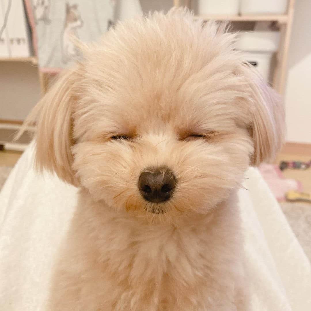 Furbo ドッグカメラのインスタグラム