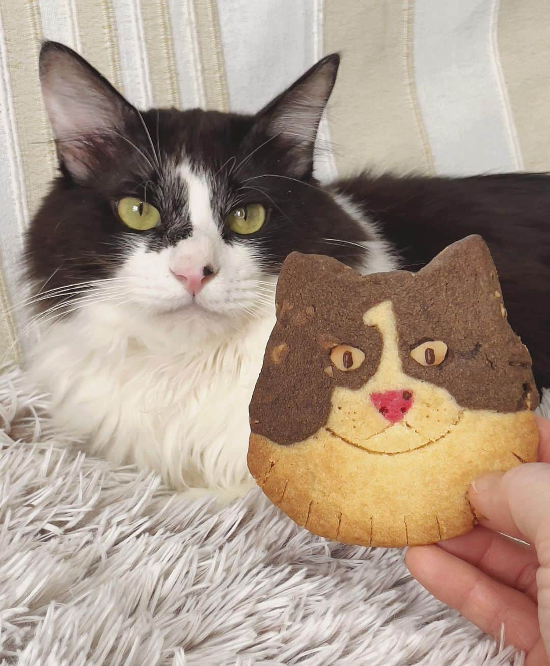 もじゃころのインスタグラム：「1億年ぶりにクッキーの余り生地でばんどぅ作りました🍪 毎度残った生地をつなぎ合わせて作るので、焼く前に生地のバターが溶けてしまい、どうしても焼いた後にクッキーが広がって焼けてしまうのですが、わかっていても毎回こんなはずじゃ…となります🥺🥺🥺🥺🥺 途中でオーブン覗いた時のショックは半端ないです🙀 でも今回は広がることを想定して目（マカダミア）を大きめにカットして付けたので、思ったよりはバランスよくできた…気が…します…。 並べて記念撮影してみるとなかなか似てるじゃん！ばんどぅじゃん？ 過去作（最後2枚）に比べたらだいぶ成長したな🤣   #坂東玉隠しシャシャ丸  #猫モチーフ #クッキー #🍪 #cafe9456」