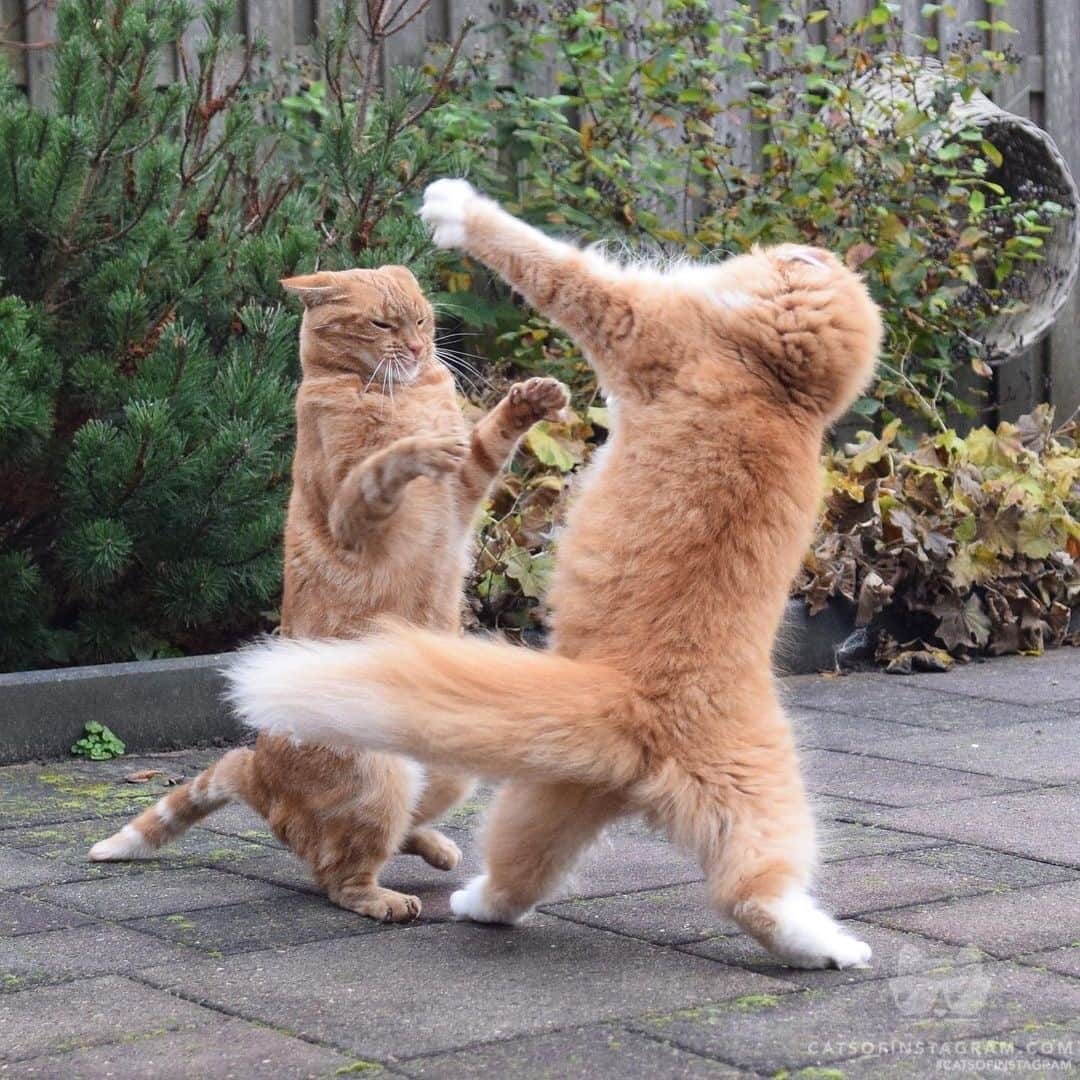 Cats of Instagramさんのインスタグラム写真 - (Cats of InstagramInstagram)「From @junethekitty: “Everybody is Kung Fu fighting, these cats are fast as lightning 🥋⚡️” #twitterweek #catsofinstagram」2月5日 12時15分 - cats_of_instagram