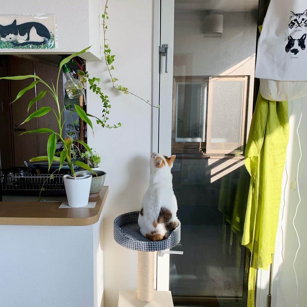 マルのインスタグラム：「🌿緑をみて癒されてるみん₍^·͈༝·͈^ฅ そんなマルみんみて癒されるみん🥺 ありがとうマルちゃん . . #ねこ部 #stayhome#癒し#にゃんすたぐらむ #おうち時間#cat#猫#三毛猫#猫との暮らし #ねこすたぐらむ#ペコねこ部#catphoto#instagood#cute#ふわもこ部#緑のある暮らし#ねこのきもち#catstagram_Japan」