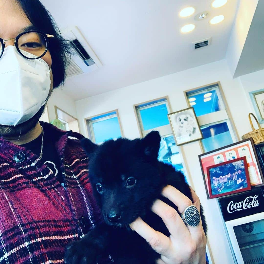 藤沢文翁さんのインスタグラム写真 - (藤沢文翁Instagram)「シェパードの子犬」2月5日 13時21分 - fujisawabun_o