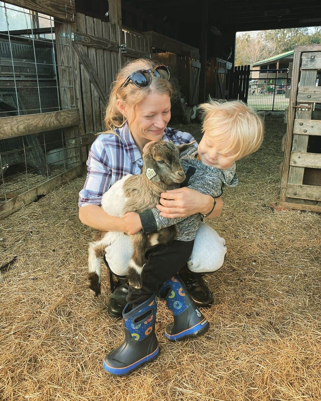 エミリー・デ・レイヴィンのインスタグラム：「Cuddling with 2 month old baby goats this afternoon = bliss 🥰 AND there was a field of them! Such little heart melters they are 😍🐐. But seriously- how many baby goats can I fit in the RV?!  *** This beautiful farm breeds Tennessee Fainting Goats to sell to families for pets, weed control or breeding ONLY. 🙏❤️ Such a wonderful small family owned farm to visit!  We stayed overnight there (in the RV & through @harvesthosts ) highly recommend!! And since goats are herd animals they only sell them in multiples, or singles I think sometimes if the owners already have goats.  @goldenacresranch 💛🐐💛  #HowManyBabyGoatsShouldIGet #rvlife #lifeontheroad #farmlife #harvesthosts」