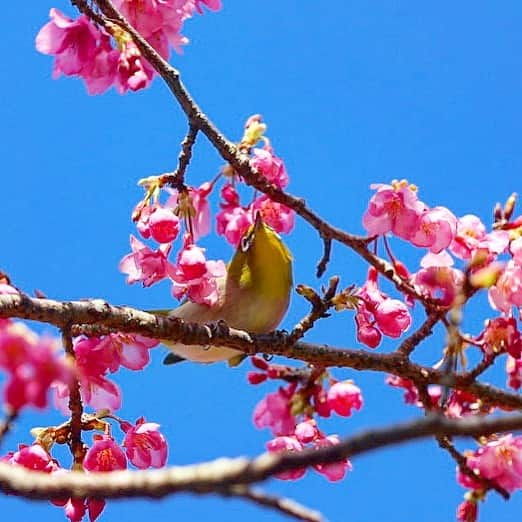 littleportelyさんのインスタグラム写真 - (littleportelyInstagram)「やっと金曜日！ TGIF🙌 . #寒緋桜 #寒桜 .  #沖縄#沖縄暮らし#沖縄生活#沖縄好きな人と繋がりたい#沖縄ライフ#沖縄移住#sakura#cherryblossom#okinawa#okinawalife#okinawajapan#okilife#shotoniphone#retrip#retrip_nippon#genic_mag#genic_okinawa#タビジョ#花好きな人と繋がりたい#flowers#flowerstyles_gf#flowerporn#flowerstagram#igers#igtravel#okinawaholic#花部#花まっぷ」2月5日 13時43分 - no_ocean_no_life