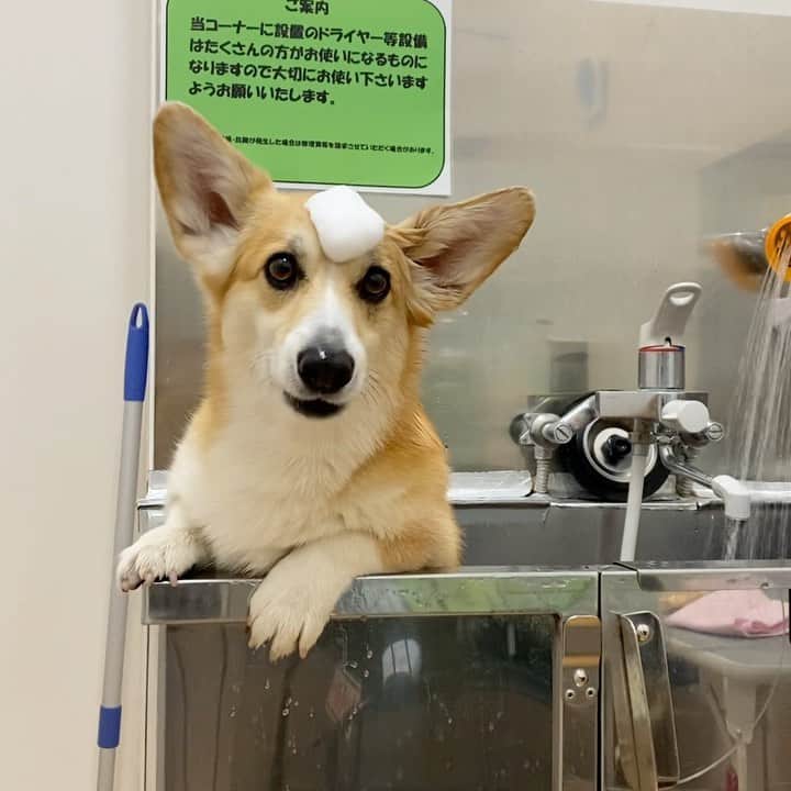 さゆりのインスタグラム：「◡̈⋆2021.1.5.Fri.◡̈⋆ Let’s shampoo your fur!!😅😂👌 * さぁ～!! シャンプー はじめるよ～😅😂👌 * 今日は はじめて使う @tegsumi さんの シャンプー どんな感じに 仕上がるのかな〜 続きはまた明日😅😅✌️ * * * * *」