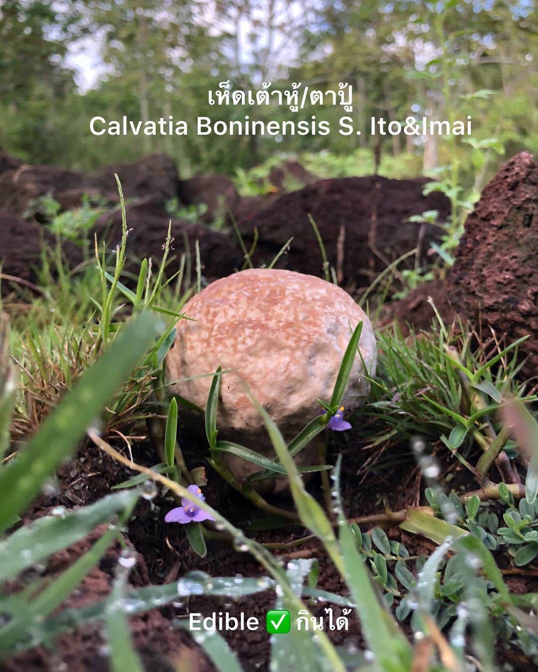Amata Chittaseneeさんのインスタグラム写真 - (Amata ChittaseneeInstagram)「Flower Girl 👧🏽 เห็ดที่ทานได้ Edible Mushroom  เห็ดระโงก/เห็ดไข่ห่าน Amanita Hemibapha  เห็ดโคน/เห็ดปลวก Termitomyces Fuliginosus Hiem  เห็ดมันปู/เห็ดขมิ้น  Cantharellus Cibarius  เห็ดตับเต่า/เห็ดผึ้ง Phaeogyroporus Portentosus  เห็ดไส้เดือน Amanita Vaginata var. Vaginata  เห็ดก่อแดง/เห็ดแดง Russula Rosea  เห็ดเต้าหู้/ตาปู้ Calvatia Boninensis S. Ito&Imai   เห็ดหลินจือ Ganoderma Iucidum  🍄🍄🍄🍄🍄🍄 #pearypiegoesgreen #pearypieamazingthailand #Buriram #Thailand #บุรีรัมย์ #pearypieflowergirl #mushrooms #mushroom #mushroomsociety #mushroomhunting #mushroomsofinstagram   One day I’ll do magic shroom albums 🤣」2月5日 14時11分 - pearypie