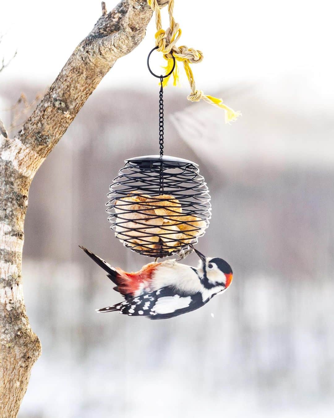 詩歩のグルメインスタ