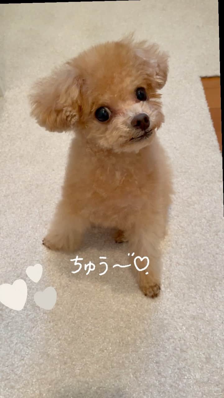 ふわのインスタグラム：「親バカ動画☺︎ こんなに動けるようになってます!!!!  #toypoodle#toypoodlegram#dogsofinstagram#doglover#doglife#instadog#dog#fuwamama#ふわもこのふわ#ふわ#トイプードル#ふわもこ部#犬バカ部#親バカ部#犬のいる暮らし#いぬすたぐらむ#親バカ動画」