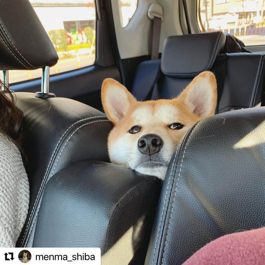 【公式】いぬのきもち・ねこのきもちのインスタグラム：「#Repost @menma_shiba さんのメンマちゃん。  いいなぁ 前のシート。  わかる、わかる、 楽しそうにお話し弾んでそうだしね😆  ハッシュタグ #いぬのきもち #ねこのきもち に投稿いただいた可愛い写真をご紹介しています！ 「いぬのきもちWEB　MAGAZINE」、「ねこのきもちWEB MAGAZINE」でもご紹介させていただくことも！  -------------------  . #いぬ #いぬすたぐらむ #いぬのいる暮らし #いぬのきもち #いぬ好き #犬 #犬好きさんと繋がりたい #犬のいる生活 #犬と暮らす #犬好き #dog #dogsofinstagram #dogstagram  #柴犬 #shiba #shibainu」
