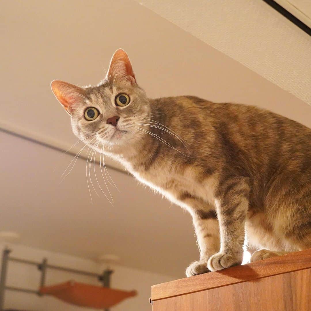 モアレ & クリエさんのインスタグラム写真 - (モアレ & クリエInstagram)「はい、ひょっこりクリエ  #モアクリ #moacrie #ねこ #猫 #cat #catsagram #ねこすたぐらむ #にゃんすたぐらむ #猫のいる暮らし #ねこのいる生活」2月5日 14時56分 - moacrie