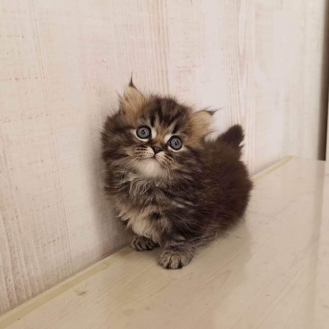 マンチカン(munchkin)キャットファーム大谷さんのインスタグラム写真 - (マンチカン(munchkin)キャットファーム大谷Instagram)「お客様にゃんこちゃん❤ #キャットファーム大谷#まんちかん#マンチカン#ネコ#こねこ#にゃんこ#猫ちゃん#ねこ部#ニャンスタグラム#猫#ねこ#子猫#モフモフ#モフモフねこ#ミヌエット#短足#ねこすたぐらむ#愛猫#かわいい#ふわもこ部#猫のいる暮らし#マンチカンブリーダー#ミヌエットブリーダー#cat#catsgram #catsofinstagram#instacat#picneko」2月5日 16時15分 - roytar222