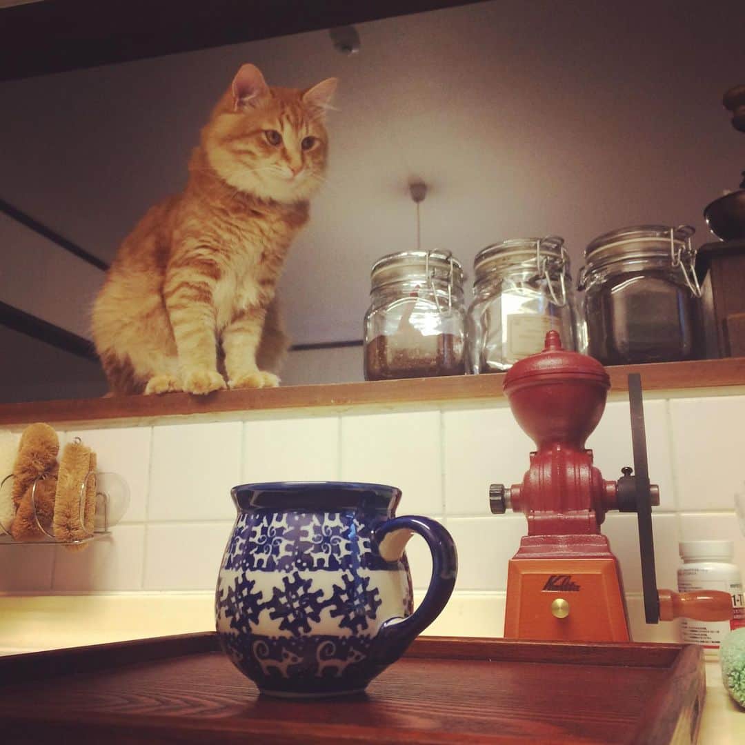 岡田屋鉄蔵のインスタグラム：「形がコロンと可愛いなと思って買って来たポーリッシュ陶器のマグ。家に帰ってよく見たら猫柄だった。」