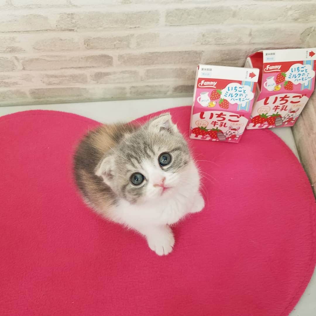 マンチカン(munchkin)キャットファーム大谷さんのインスタグラム写真 - (マンチカン(munchkin)キャットファーム大谷Instagram)「お客様にゃんこちゃん❤ #キャットファーム大谷#まんちかん#マンチカン#ネコ#こねこ#にゃんこ#猫ちゃん#ねこ部#ニャンスタグラム#猫#ねこ#子猫#モフモフ#モフモフねこ#ミヌエット#短足#ねこすたぐらむ#愛猫#かわいい#ふわもこ部#猫のいる暮らし#マンチカンブリーダー#ミヌエットブリーダー#cat#catsgram #catsofinstagram#instacat#picneko」2月5日 16時28分 - roytar222
