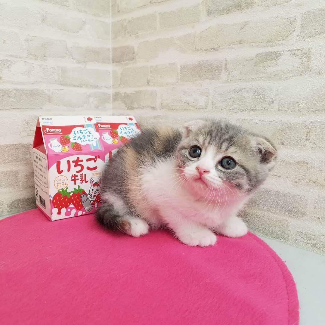 マンチカン(munchkin)キャットファーム大谷さんのインスタグラム写真 - (マンチカン(munchkin)キャットファーム大谷Instagram)「お客様にゃんこちゃん❤ #キャットファーム大谷#まんちかん#マンチカン#ネコ#こねこ#にゃんこ#猫ちゃん#ねこ部#ニャンスタグラム#猫#ねこ#子猫#モフモフ#モフモフねこ#ミヌエット#短足#ねこすたぐらむ#愛猫#かわいい#ふわもこ部#猫のいる暮らし#マンチカンブリーダー#ミヌエットブリーダー#cat#catsgram #catsofinstagram#instacat#picneko」2月5日 16時28分 - roytar222