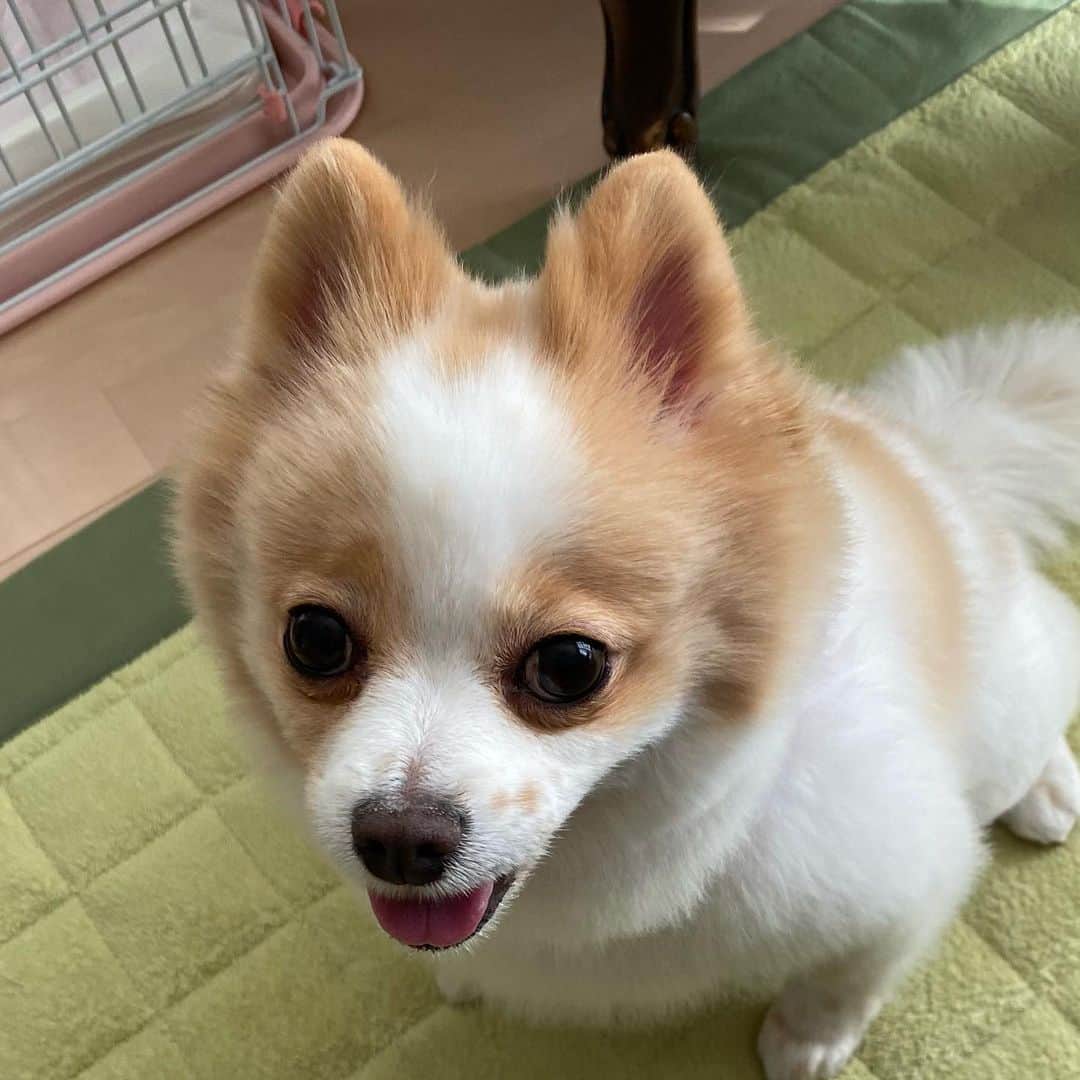 匠ひびきのインスタグラム：「モモちゃん、今日は、朝ご飯も２回にわけて完食💕でも、量は、減ってますけどね😓 食が細くなったのかしら？ お尻が小さくなったような😊😊😊😊  泡シャンプー泡風呂で今日は、ふわふわになったし、ストレスも軽減したかな？ 食べれないって本当に辛いし、ストレスにもなるかな？と。  スッキリとして帰って来たような😍😍  今日は、暖かい日中で、気持ち良く、お出かけ出来ました。  でも、マスク、そして人混み、密にならない様に最新の注意をしての外出をして来ました。  インスタグラムのフォロワー数が 確か3994位で、もうすぐ4000人だって思ってたのが、昨日か、今日か？3100人になってる？何故？？？？私の間違い？？？」