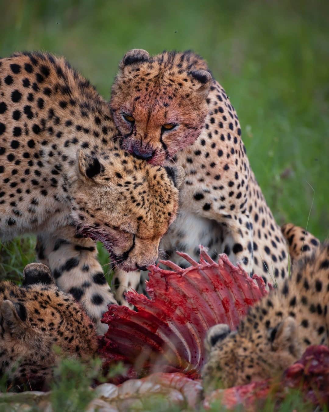ナショナルジオグラフィックさんのインスタグラム写真 - (ナショナルジオグラフィックInstagram)「Photo by Keith Ladzinski @ladzinski / A dominant cheetah issues an authoritative bite that simply says, “You can eat...because I’m allowing it.” Cheetahs, generally speaking, are solitary hunters that have to hunt, kill, and eat fast—before predators like leopards, hyenas, lions, etc., move in to steal their meal. This photo is of an extremely rare coalition of five male cheetahs from the Maasai Mara known as "the fast five." This unique group has proven to be a highly successful hunting force, taking down animals much larger than cheetahs normally do, like this zebra. The five also have the ability to defend their kill, allowing for a more casual meal, a luxury most never get to enjoy. To see more photos of the Masai Mara please visit @ladzinski.」2月5日 16時40分 - natgeo