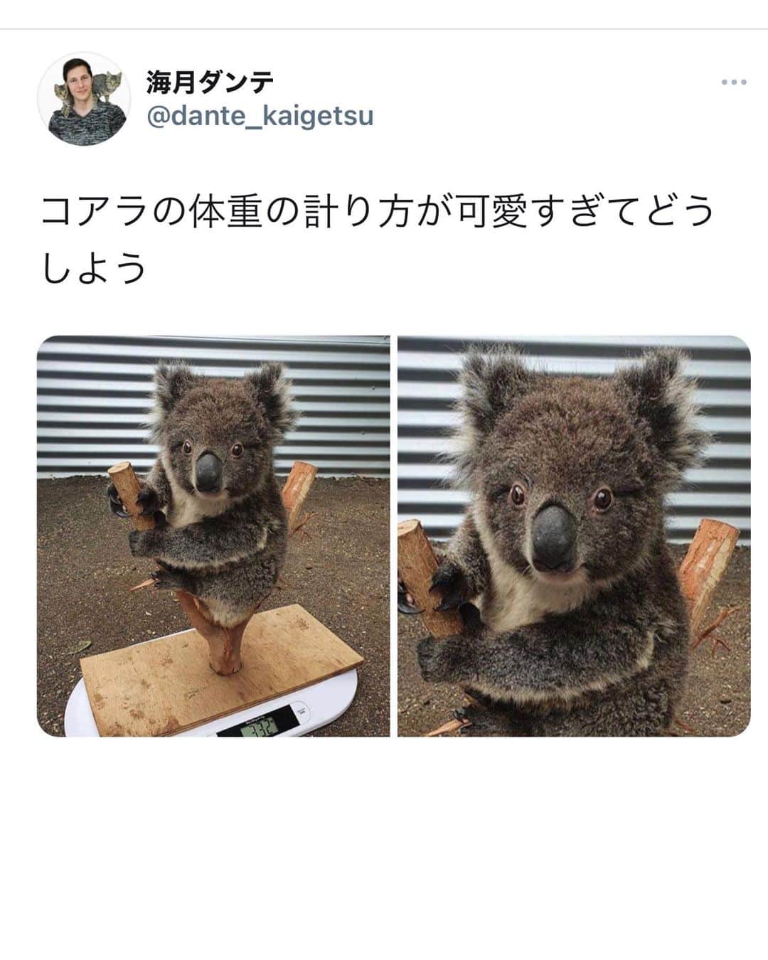 つるの剛士さんのインスタグラム写真 - (つるの剛士Instagram)「Twitterでみつけたコアラの体重計、かわいすぎて悶絶。なにこれ。  #つるのイラスト」2月5日 16時45分 - takeshi__tsuruno