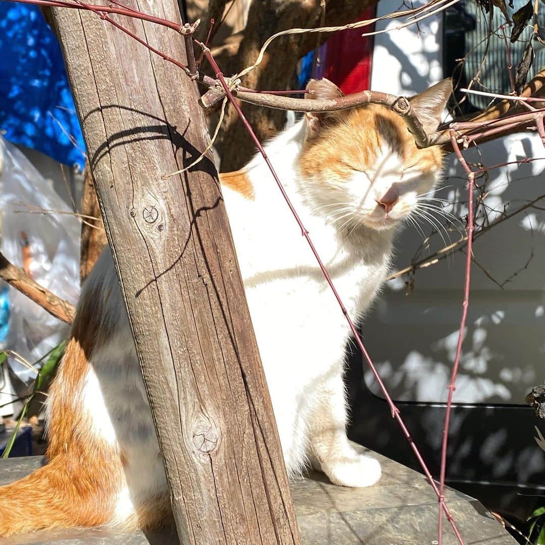 草野航大のインスタグラム：「かわヨ」