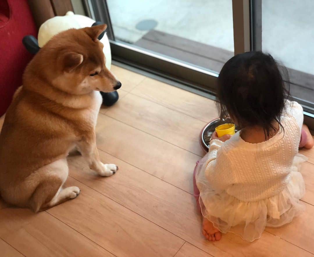 舞名里音のインスタグラム：「(๑´ڡ`๑) 今日は じゃじゃまるが 朝ごはんを残してたので それで おままごと はじまりました、、ww メイはご飯作るの ゆっくりなので 、、、 中々じゃじゃまるは 食べれないネ、、ww。 fufufu。  #じゃじゃまるとメイ #兄妹 #おままごと #柴犬 #じゃじゃまる #兄ちゃん #子守り犬 #今日もありがとう #子供と犬 #いぬのきもち #いぬのいる暮らし」