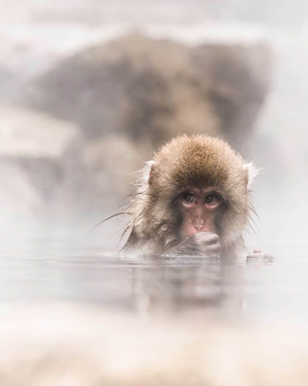 ?長野県 観光 公式インスタグラム さんのインスタグラム写真 - (?長野県 観光 公式インスタグラム Instagram)「// Photo by @ctrl_plus_v ﻿ Jigokudani Wild Monkey Park (Yamanouchi Town)  At the Jigokudani Wild Monkey Park, you can see wild Japanese macaques up close.  During winter, the monkeys soak in the hot spring in the middle of the park, their adorable faces topped with caps of snow. They’re so cute that you won’t want to look away—you may even want to jump in and join them!  *The Japanese macaques that frequent Jigokudani Wild Monkey Park are wild animals and are free to come and go as they please. There is a chance they may not be at the park during your visit.  For up-to-date information, check Jigokudani Wild Monkey Park’s website, Facebook or twitter.   ＝＝＝＝＝＝＝＝＝﻿ ﻿ 温泉に入るサルに出会える 「地獄谷野猿公苑」 ＠山ノ内町  野生のニホンザルを 間近で見ることができる 「地獄谷野猿公苑」🐵  冬には気持ちよさそうに温泉に入る ニホンザルの姿を目にすることも♨️  思わず一緒に入りたくなってしまいたくなるほど 可愛らしい姿に目が離せなくなりますよ😍  ＊）﻿ 地獄谷野猿公苑のニホンザルは野生動物のため、公苑にいない可能性があります。﻿ ニホンザルの来苑状況は「地獄谷野猿公苑」公式Twitterやウェブサイト等でご確認ください。﻿  ＿＿＿＿＿＿＿＿＿　﻿ ﻿ Location / Yamanouchi Town, Nagano , Japan ﻿ ﻿ #おうちでながの﻿ #長野のいいところ ﻿ #地獄谷野猿公苑 #山ノ内町 ＿＿＿＿＿＿＿＿＿ ﻿ ﻿ 📸インスタアワード作品募集中⛄️  #長野の車窓から #長野の雪遊び 撮影場所(長野県内に限ります)  をキャプションに入れて 応募期間（12/28～2/28﻿）に投稿してください。 優秀作品に選ばれると 長野県特産品セットをプレゼント🎁  詳しくはプロフィールのリンクからご覧ください﻿。」2月5日 17時00分 - nagano_japan