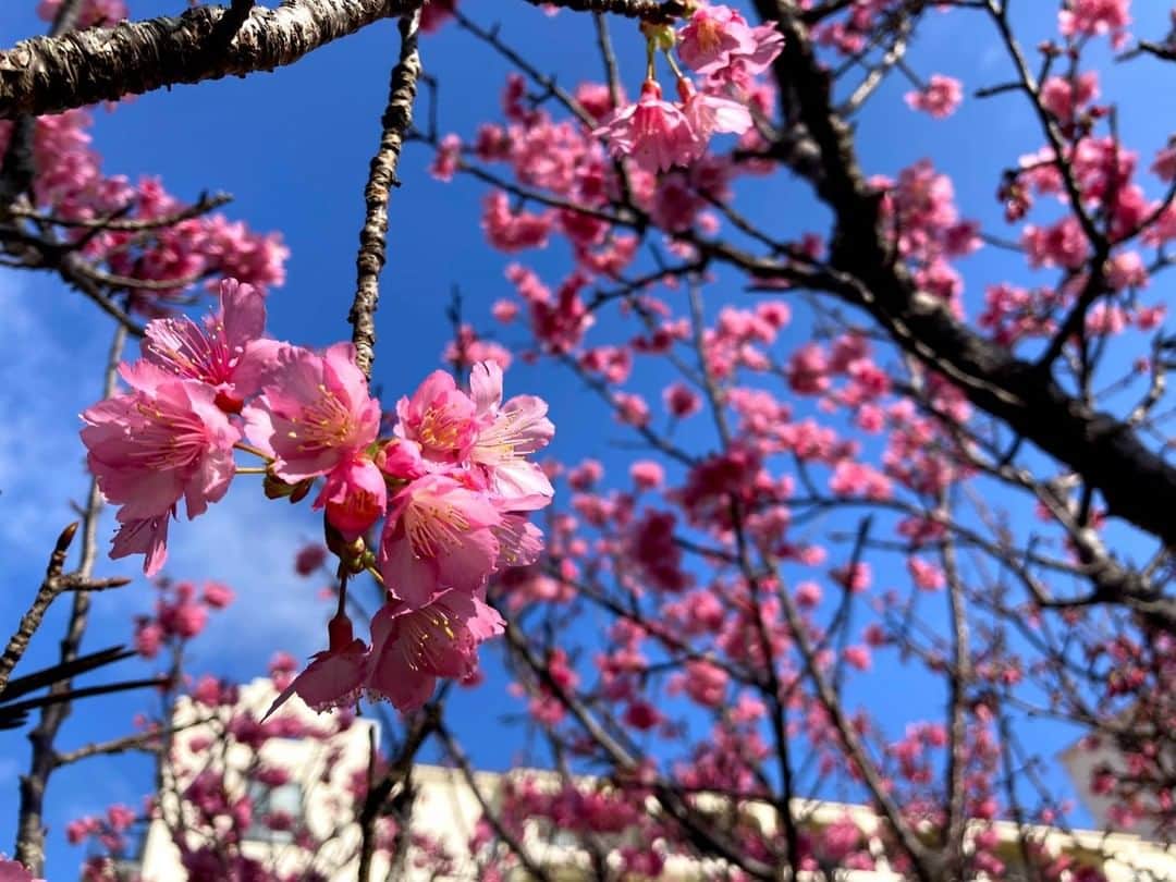 ホテル日航アリビラ 公式Instagramさんのインスタグラム写真 - (ホテル日航アリビラ 公式InstagramInstagram)「日本一早く開花する沖縄の「緋寒桜（ひかんざくら）」。目を引く鮮やかなピンクでアリビラのサウスガーデンを華やかに彩ってくれています。緋寒桜は寒くなると開花することから、沖縄の桜前線は本土とは反対に、北部から始まり南下していきます。風はまだ少し冷たいものの、沖縄の短い冬もそろそろ終盤、暖かな陽射しに春が訪れる予感がしています。 #ホテル日航アリビラ #アリビラ #ホテル日航 #リゾート #沖縄 #読谷 #桜 #緋寒桜 #フラワー #春 #hotelnikkoalivila #alivila #hotelnikko #resort #okinawa #yomitan #cherryblossoms #wintercherrytree #flowers #spring」2月5日 17時00分 - hotelnikkoalivila
