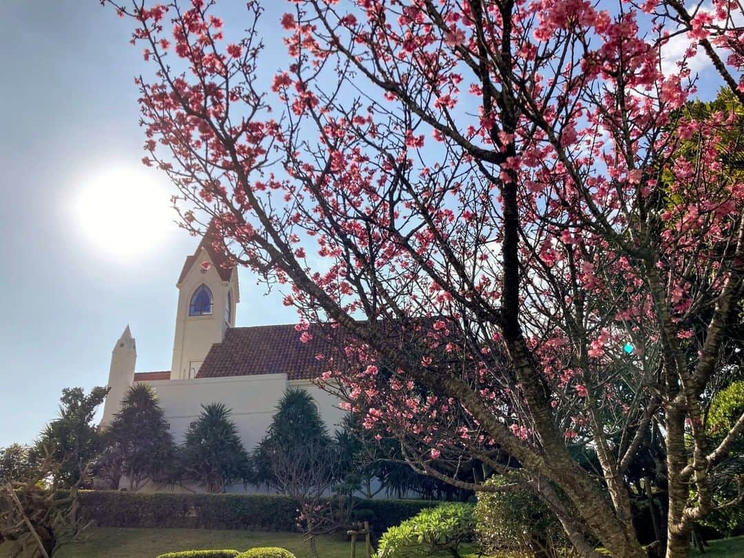 ホテル日航アリビラ 公式Instagramのインスタグラム：「日本一早く開花する沖縄の「緋寒桜（ひかんざくら）」。目を引く鮮やかなピンクでアリビラのサウスガーデンを華やかに彩ってくれています。緋寒桜は寒くなると開花することから、沖縄の桜前線は本土とは反対に、北部から始まり南下していきます。風はまだ少し冷たいものの、沖縄の短い冬もそろそろ終盤、暖かな陽射しに春が訪れる予感がしています。 #ホテル日航アリビラ #アリビラ #ホテル日航 #リゾート #沖縄 #読谷 #桜 #緋寒桜 #フラワー #春 #hotelnikkoalivila #alivila #hotelnikko #resort #okinawa #yomitan #cherryblossoms #wintercherrytree #flowers #spring」