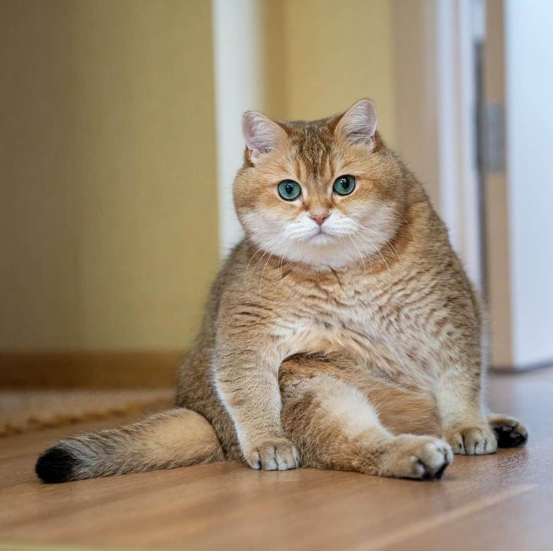 Hosicoさんのインスタグラム写真 - (HosicoInstagram)「Hey! I'm Hosico! What are the names of your pets? 🐱🐶🐰」2月5日 16時58分 - hosico_cat