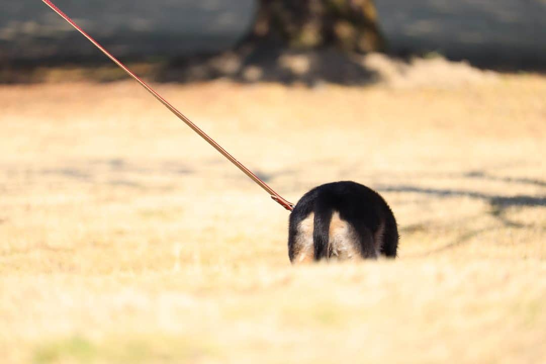 ❃ren❃さんのインスタグラム写真 - (❃ren❃Instagram)「お散歩pic🐾 * 今日は暖かくなったので、お散歩気持ち良かったね♫˚⁎ 1枚目　ゴロスリした後で耳の毛がボサボサ༛̥⃝ʺ̤ 2枚目　丸っとしたおちりが可愛いでしょ◌𓈒𓐍 * いつも見ていただきありがとうございます◡̈❤︎ *  。・。・。・。・。・。・。・。 * #お散歩pic #振り向きこっちゃん #まん丸おちり #自然な姿が好き #真顔犬 #うちのモデル犬 #琥珀#こはく#こっちゃん#暴れん坊#ビビリ犬#ブラックタンダックス#ダックス#ミニチュアダックス#ミニチュアダックスフンド#短足部#チームぶさ顔#dog#dachshund  #レオン大好きだよ」2月5日 16時59分 - ren1008